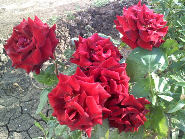 Росх И В Росх И В