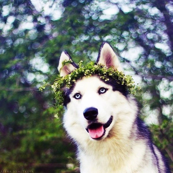 Вольная Хаски