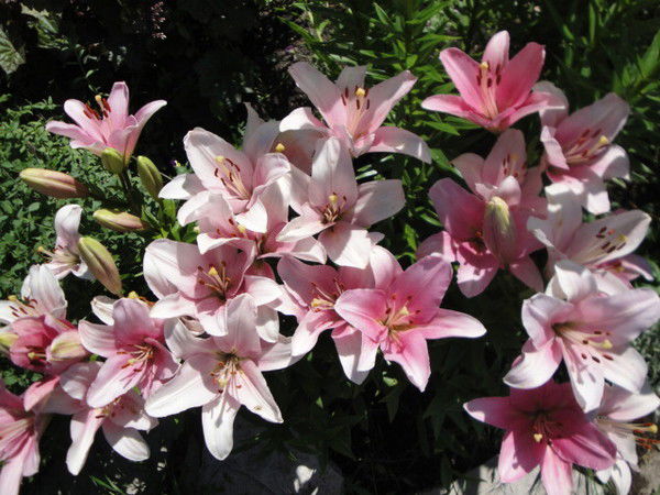 Кильметова Наиля