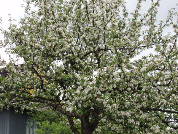 Наталья Барбарийская