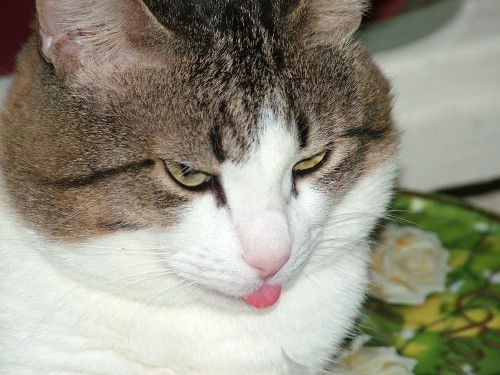 Иришка Лютова