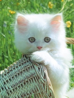 Ирина Васильева