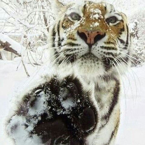 Алексей Стельмах