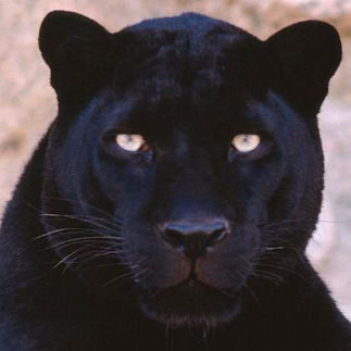 Наталья Петрунина