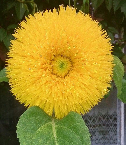 Виталий Леванов