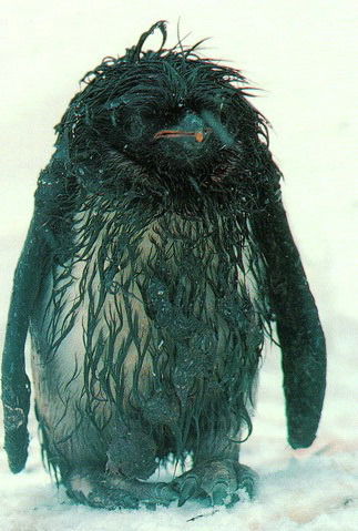 Евгения Суровцева