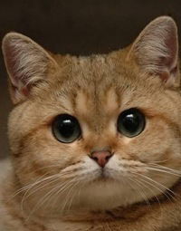 Максим Рудык