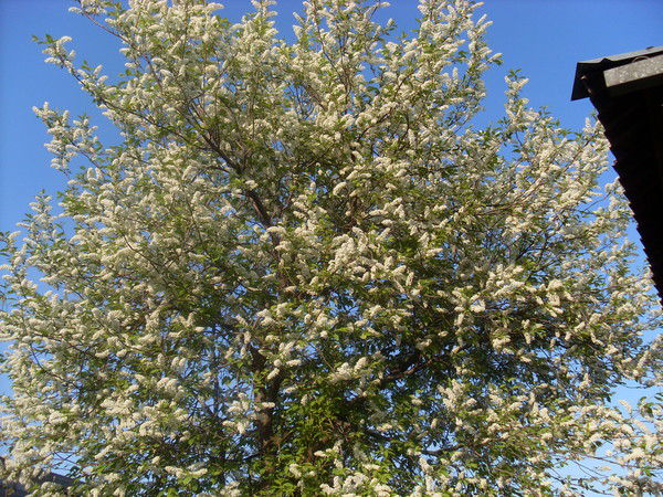 Галина Аношкина