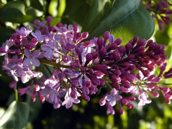 Гульбарчын Тойбекова