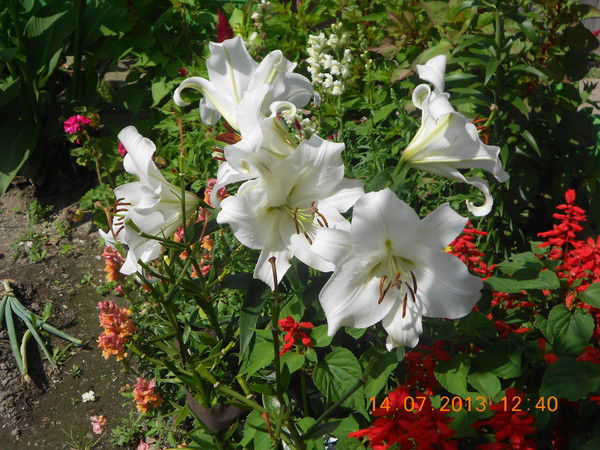 Оксана Биляк