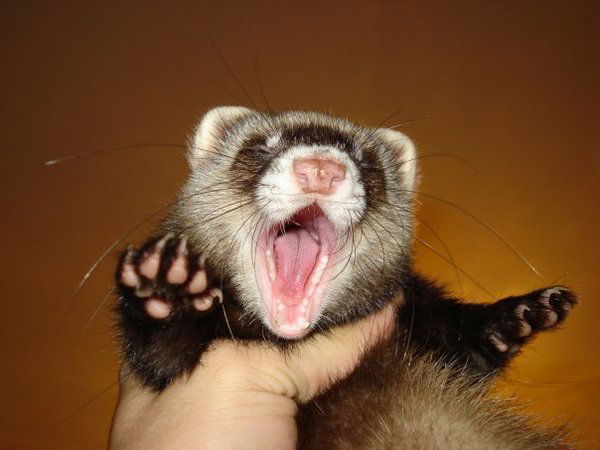 Антон Рыбаков