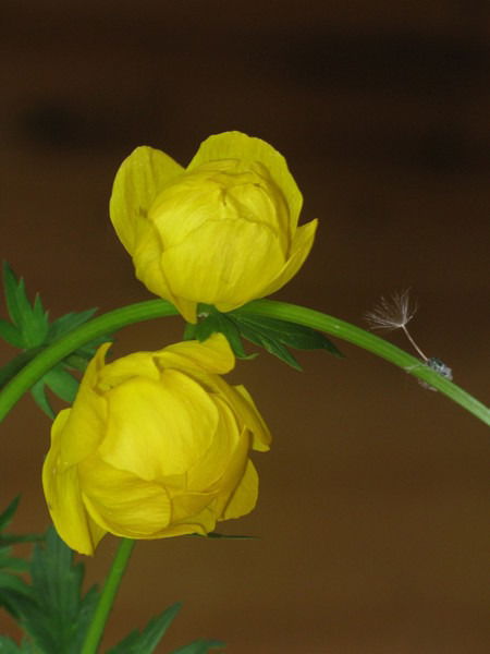 Алексей Скворцов