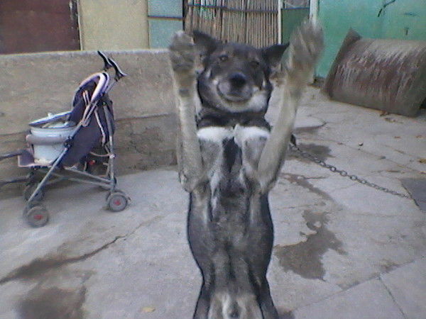 Александр Коктев