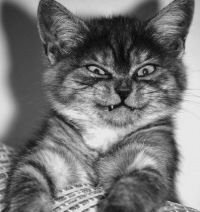 Дима Китоов