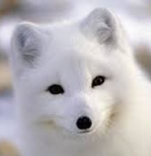 Vick Soppot (Loque Pluvia ☂)