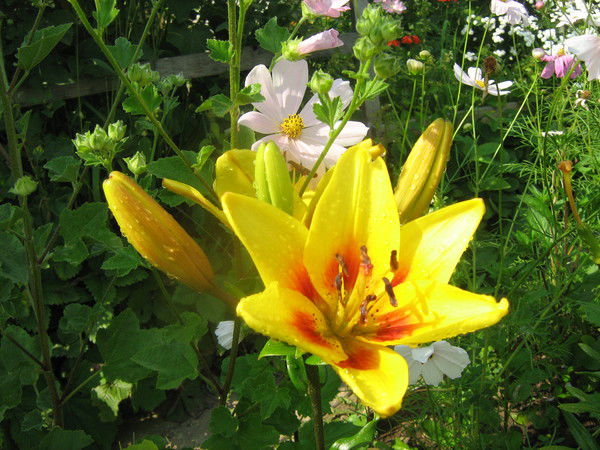 Любовь Сивиркина