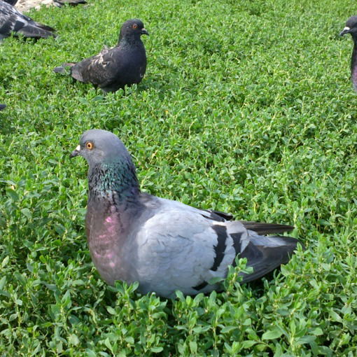 Елена Варенова