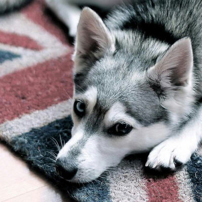 Андрей Самойлов