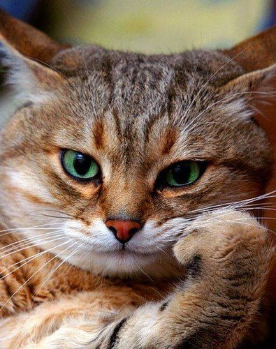 Марина Корчма