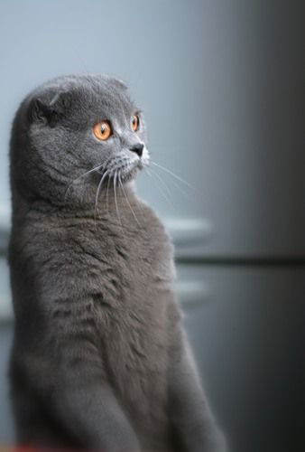 Марина Баранова