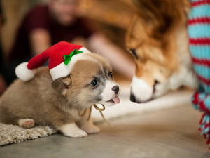 Танюша Канарская