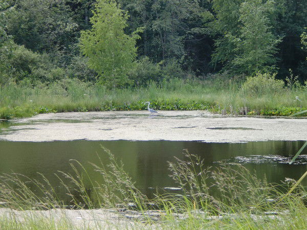 Алена Шульгина