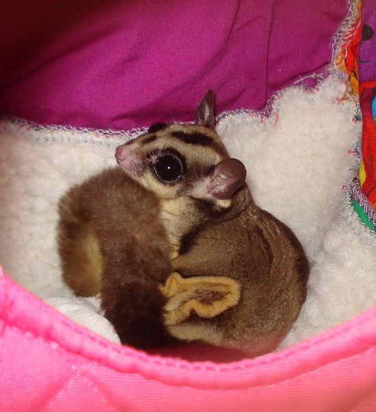 Елена Пруняк