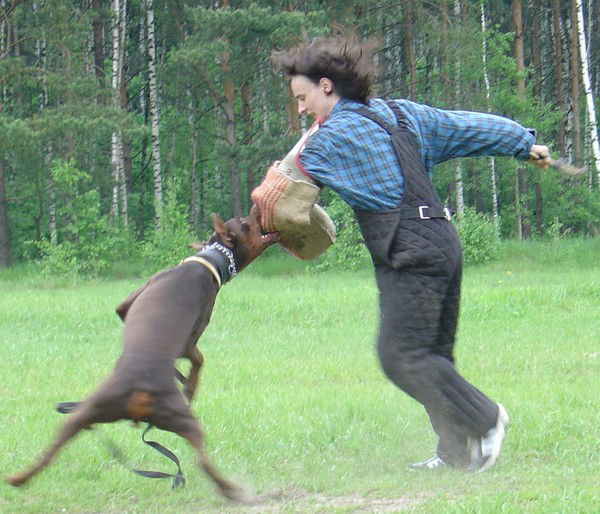 Антон Шмелев