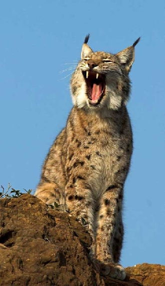 Рысуля Кысуля