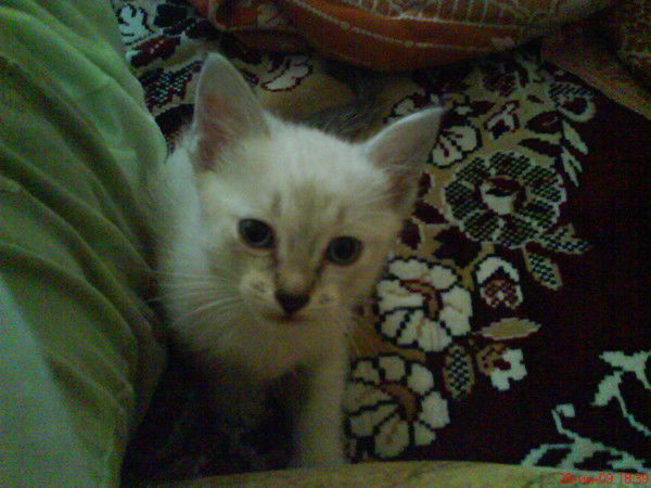 Юля Плеханова