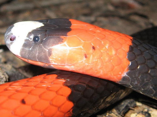 Алексей Данилов