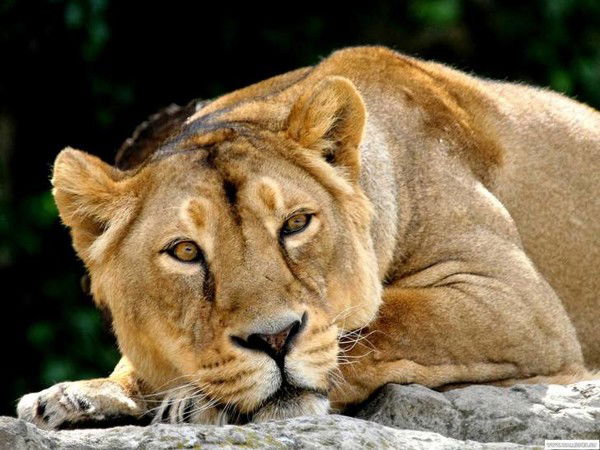 Екатерина Парикмахер