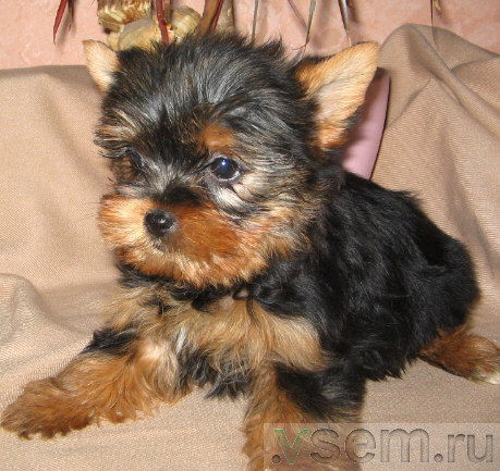 Елена Стрэтберри