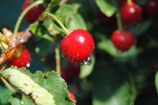 Ирина Лёзина