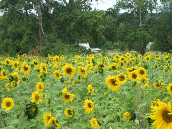 Светлана Елькина