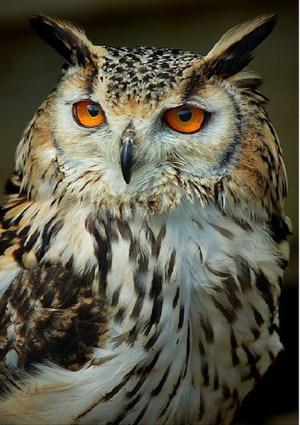 Дмитрий Бендикас