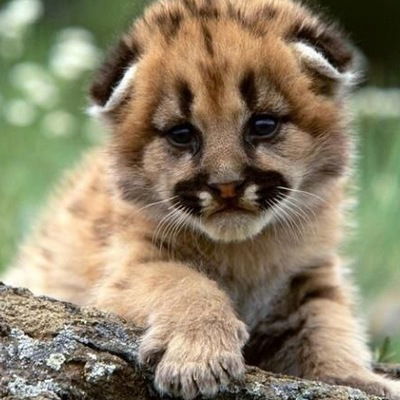 Лерочка Беляева