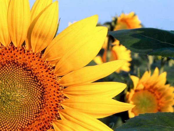 Елена Тисецкая