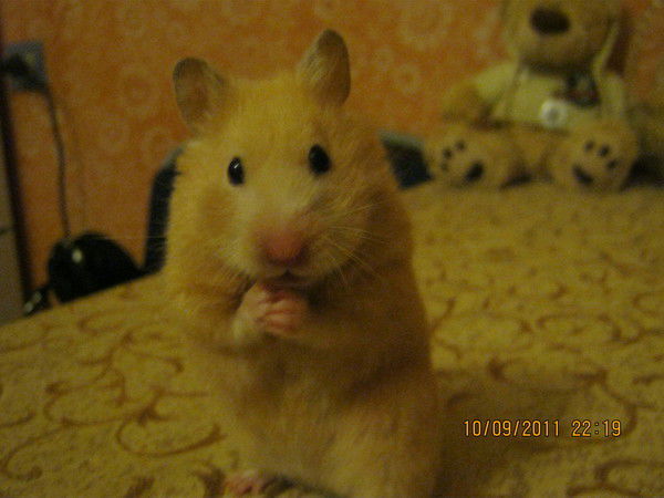 Руслан Русланович