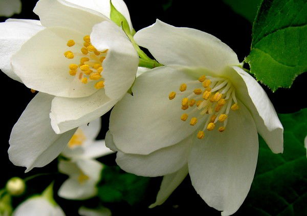 Юрий Черкасов