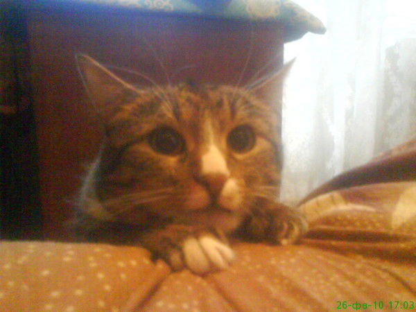 Андрей Волков