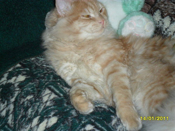 Елена Куштанова