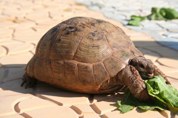 Ирина Семено