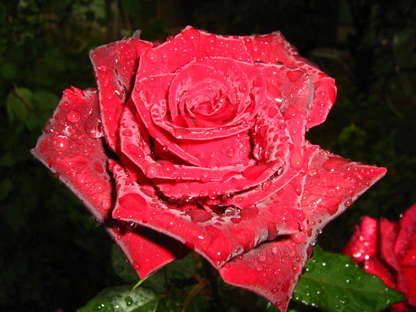 Татьяна Синицкая