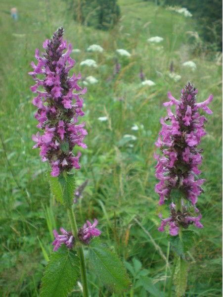 Таня Белоус