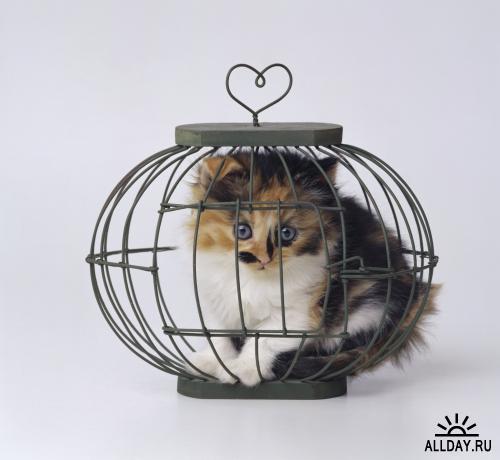 Александра Синюшкина