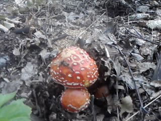 Александр Кузнецов