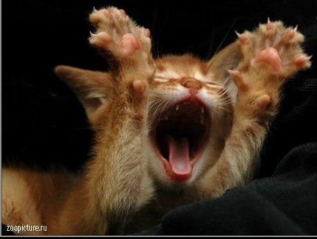 Сергей Коваленко