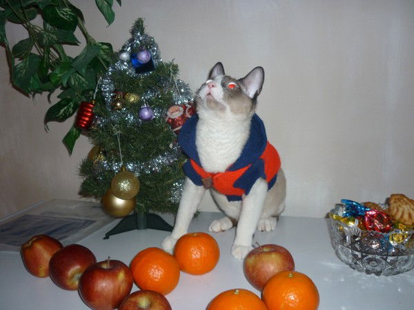 Светлана Ефимова