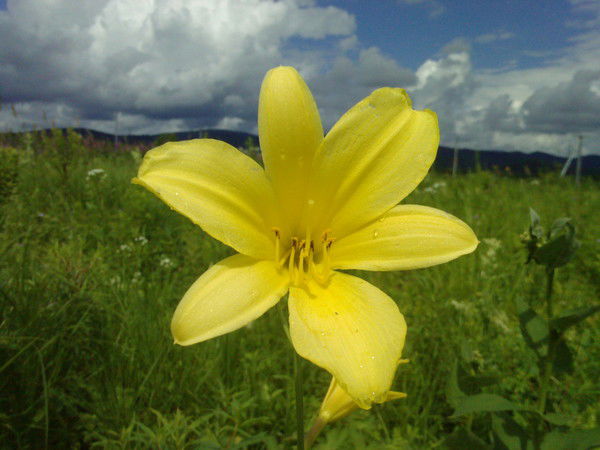 Ира Вергелис